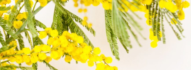 Mimosa_cover [milkandbun.com]