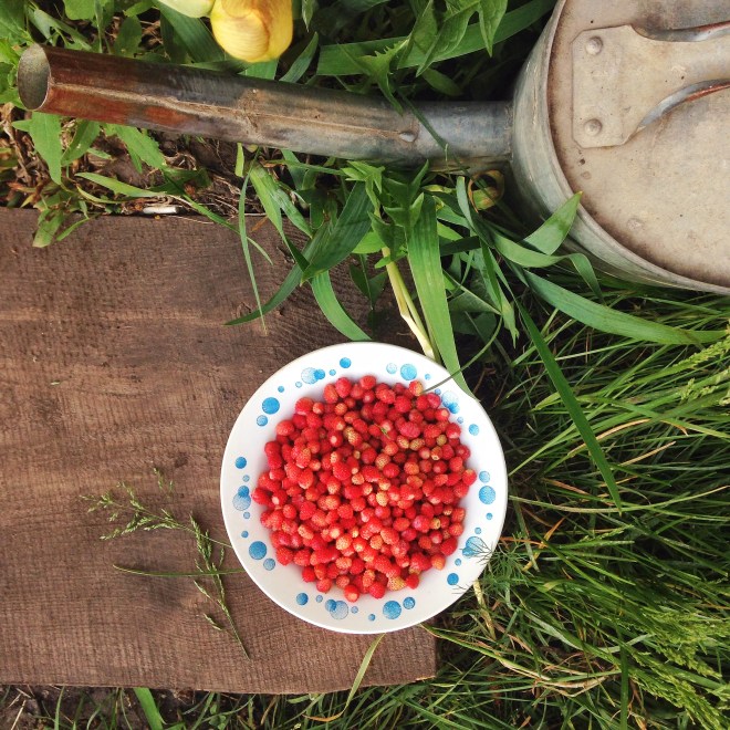 Zemlyanika or Russian wild strawberries
