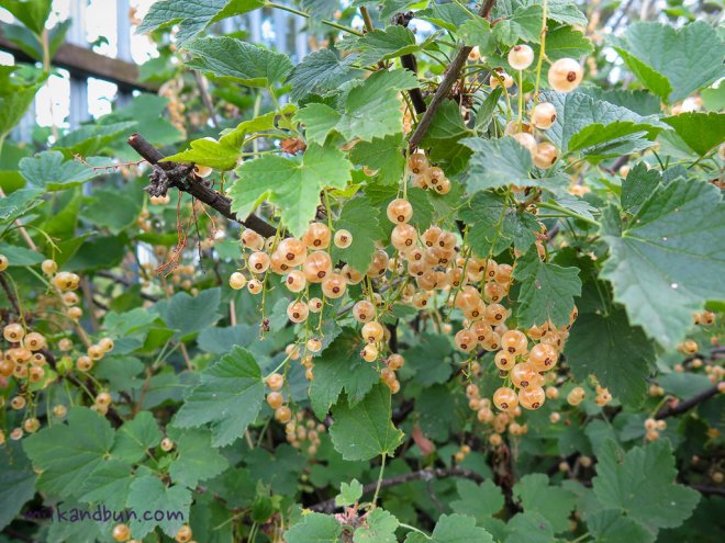 White Currants in Russia